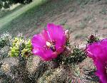 FusiaCactus