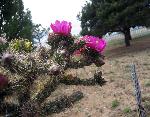 FusiaCactus2