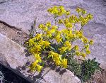 Groupofyellowflowers