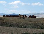 Pronghorn2