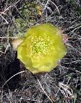 Sproutedyellowflower