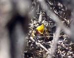 babybirds