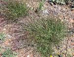 bushgrass