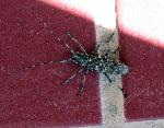 crazybug