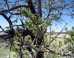 pinontree