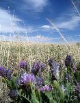 purpleflowerssky
