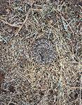 rattlesnake2
