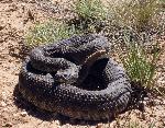rattlesnake4