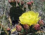 yellowcactusflower2