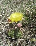 yellowcactusflower3