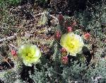 yellowcactusflower4