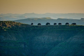 Seven brown bison walk single file across a ridgeline.