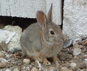Brown rabbit on gravel in front of a white wall.