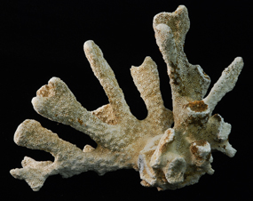 profile of a piece of white coral found in an archaeological dig at Fort Vancouver