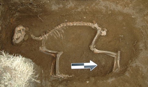 Dog Burial