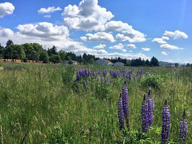 Purple lupine and tall grasses in front of Pearson Air Museum.