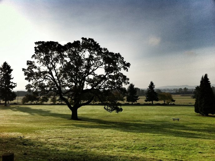 A photo of a grassy area in the morning. Just to the left of the center of the photo, a large Oregon white oak stands in the grass. A few evergreen trees dot the landscape in the distance.