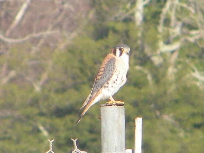 An American Kestrel perched at Battery Decatur.