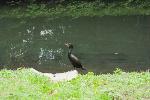 A Walk Along the Emerald Necklace, Riverway, 2010