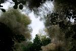 A Walk Along the Emerald Necklace, Arnold Arboretum, 2010