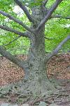 Jamaica Pond: Genius of the Place, southwest side, 2011