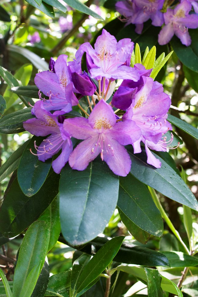 Green leaves with purple flower in middle.
