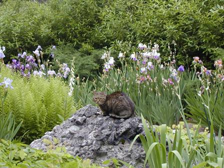 A Cat in Hollow