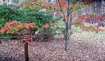 Fall Coloring at Chancellorsville