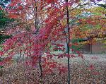 Fall Coloring at Chancellorsville