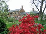 Azaleas