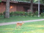 Deer Outside Chancellorsville Visitor Center
