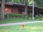 Deer Outside Chancellorsville Visitor Center