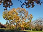 Fall at Stonewall Jackson Shrine