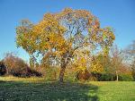 Fall at Stonewall Jackson Shrine
