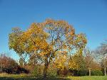 Fall at Stonewall Jackson Shrine