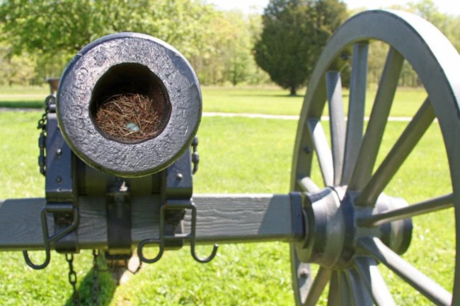 Birds nest with blue egg inside the barrel of a cannon