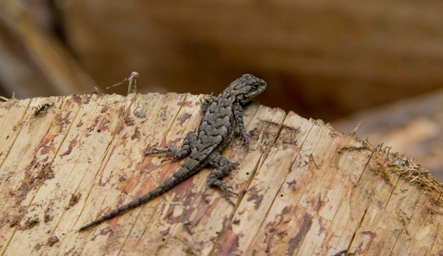 Small gray lizard on a log