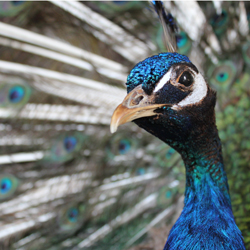 Bill the Peacock