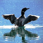 Common Loon lifting off lake