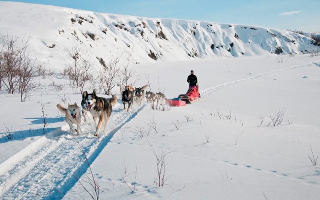 A musher and dog team approach the camera in a snowy scene