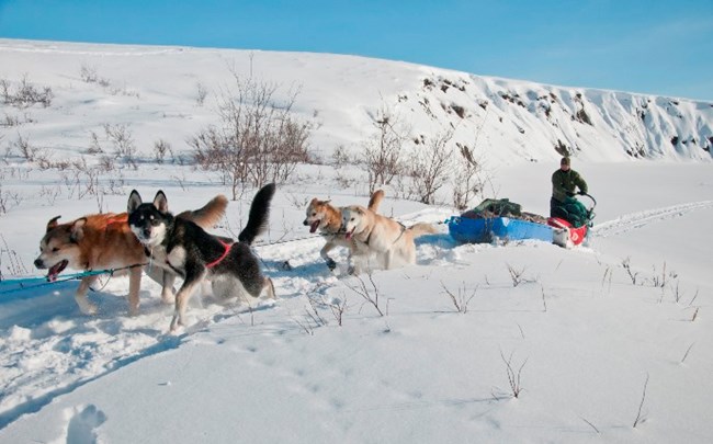 A sled dog team traveling towards the camera in winter