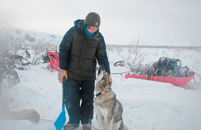 A musher pets a sled dog in winter