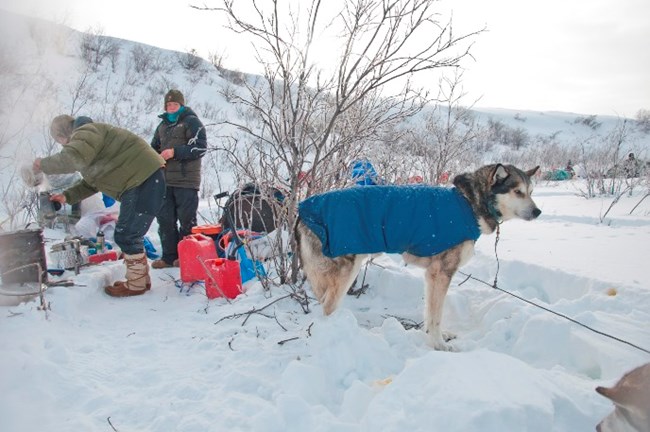 Mushers tend to the sled dogs and prepare their meal