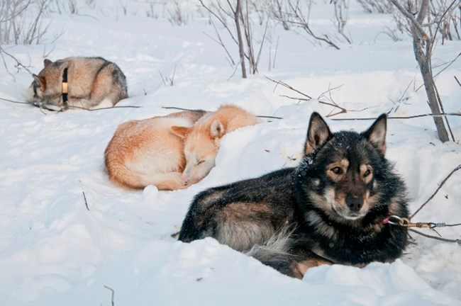 Sled dogs curled up resting on the snow