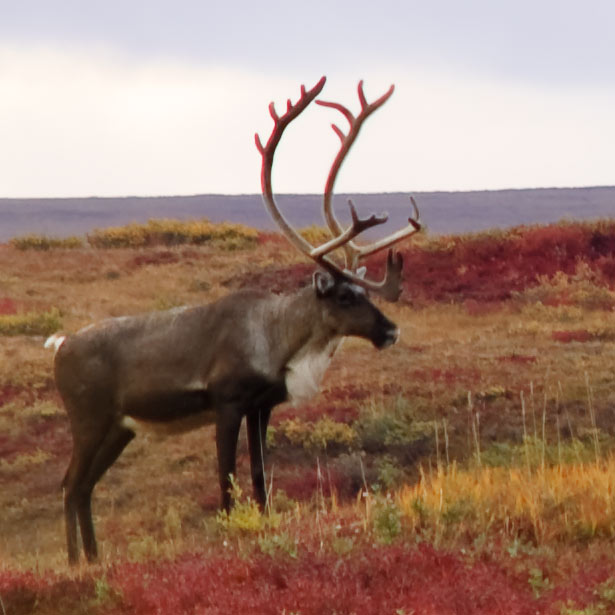 Bull caribou with blood red antlers stands in the crimson fall tundra.