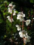 Arctic Wintergreen