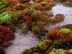 Fall Tundra