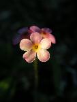 Jasmine