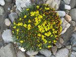 Alpine Hawksbeard