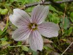 Alaska Spring Beauty